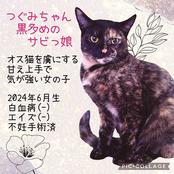 里親募集・家族が決まった猫