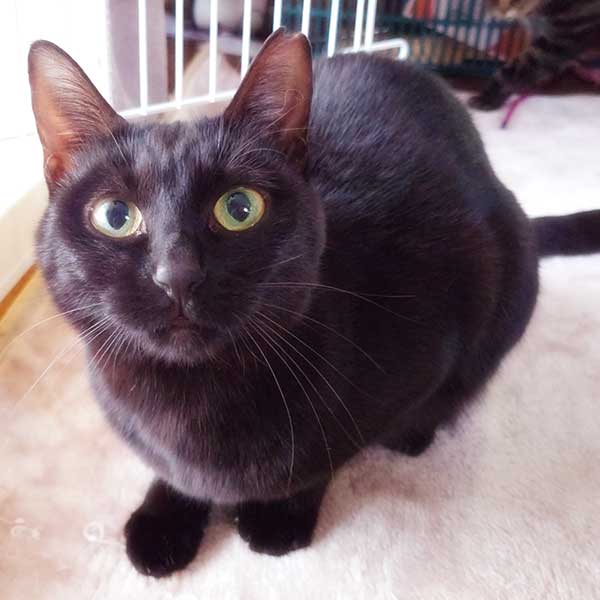 里親募集中の猫