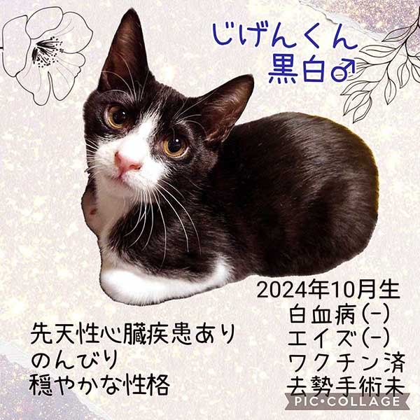 里親募集・家族が決まった猫