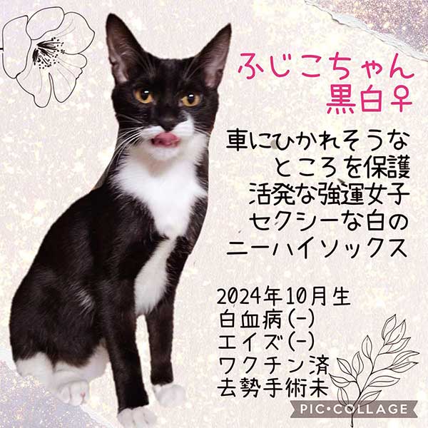 里親募集・家族が決まった猫