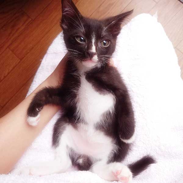 里親募集・家族が決まった猫