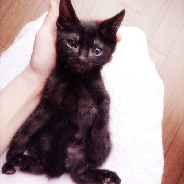 里親募集・家族が決まった猫