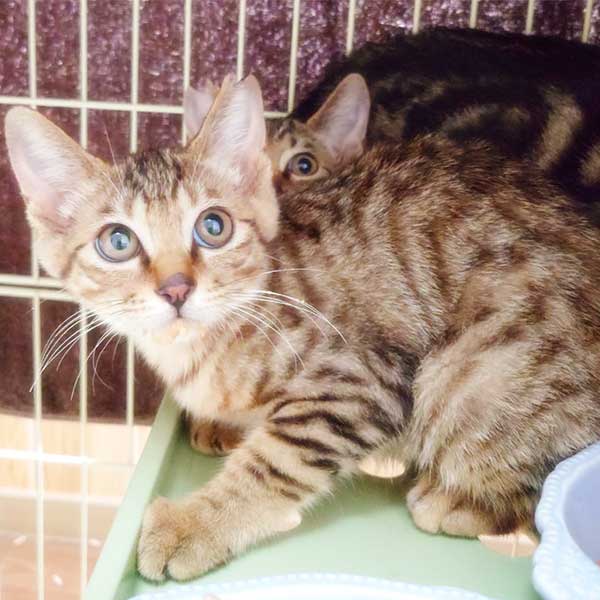 里親募集・家族が決まった猫