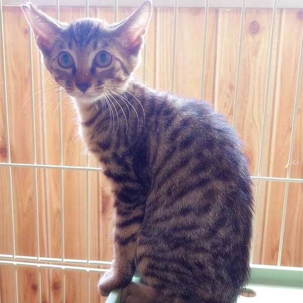 里親募集・家族が決まった猫