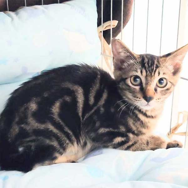 里親募集・家族が決まった猫