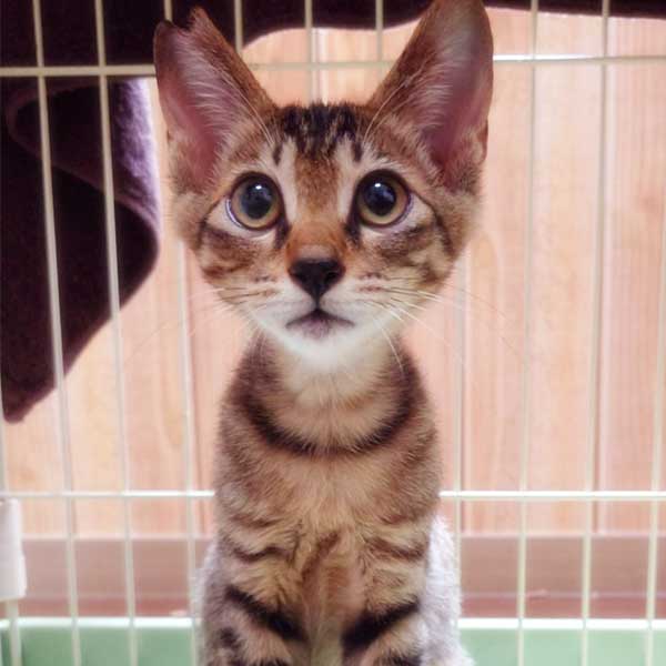 里親募集・家族が決まった猫