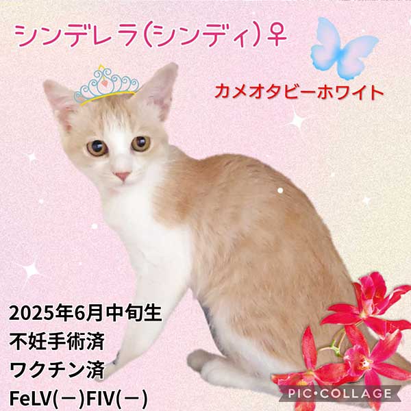里親募集・家族が決まった猫