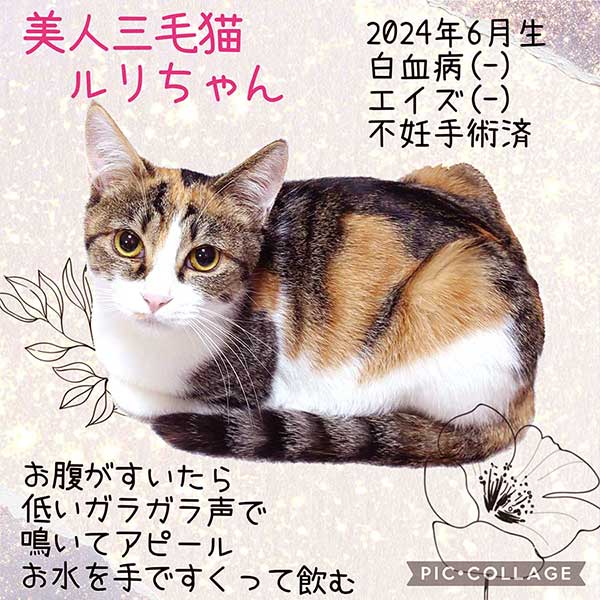 里親募集・家族が決まった猫