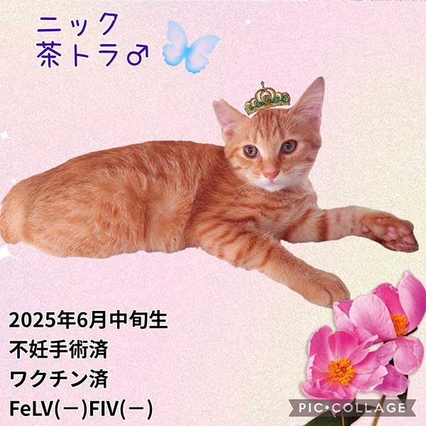 里親募集・家族が決まった猫