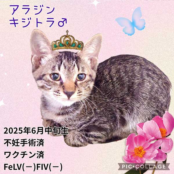 里親募集・家族が決まった猫