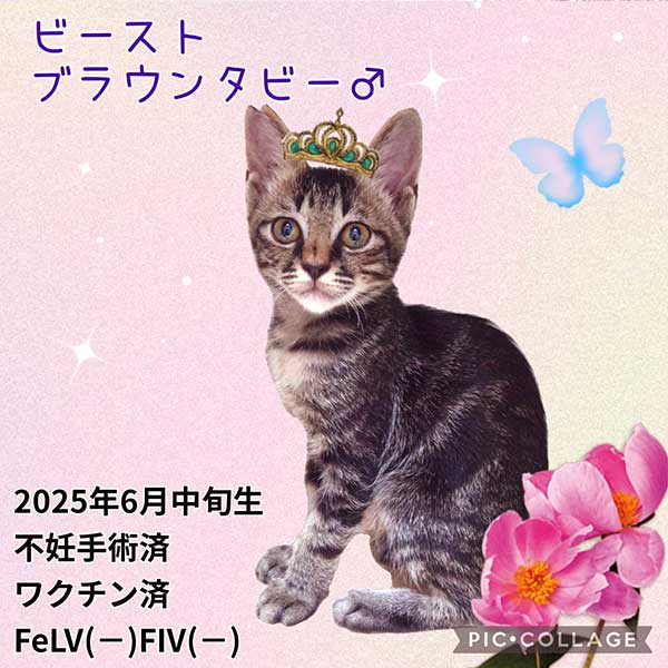 里親募集・家族が決まった猫