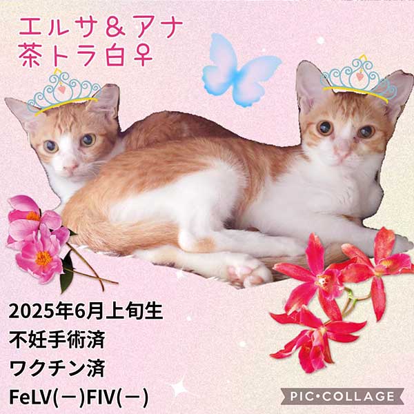 里親募集・家族が決まった猫