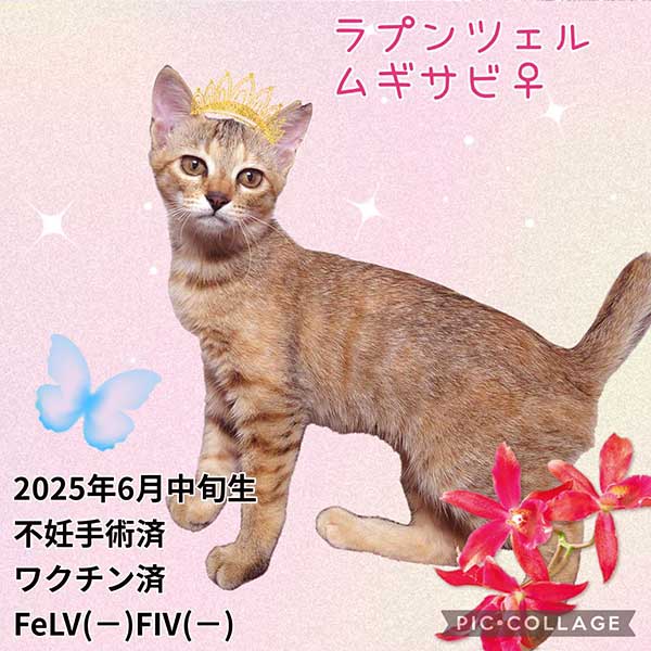 里親募集・家族が決まった猫