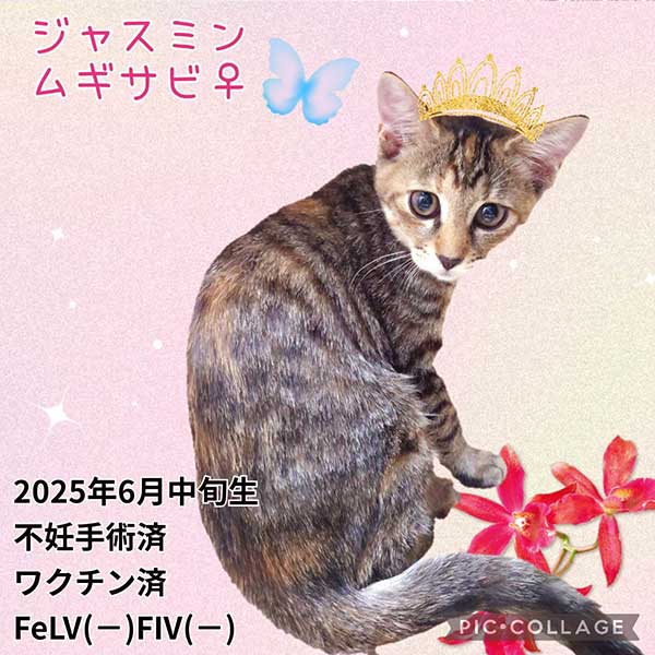 里親募集・家族が決まった猫