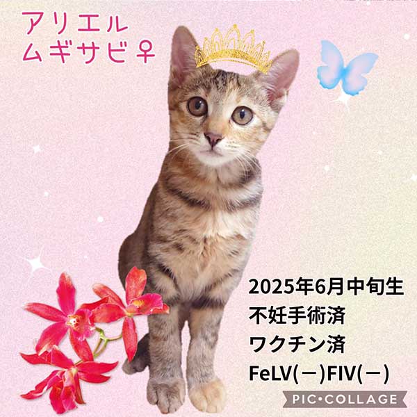 里親募集・家族が決まった猫