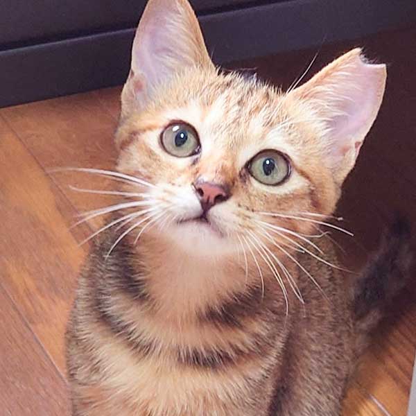 里親募集・家族が決まった猫