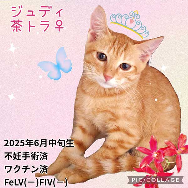 里親募集・家族が決まった猫