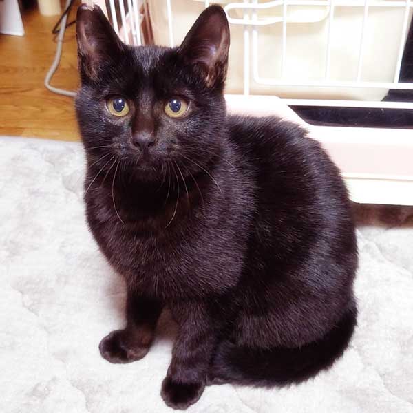 里親募集・家族が決まった猫