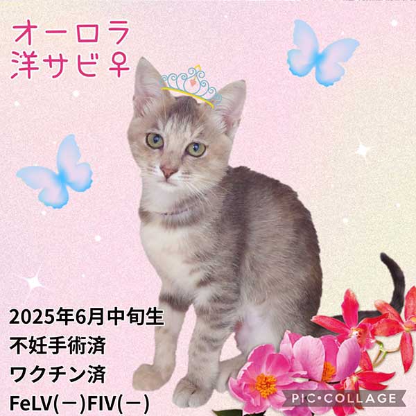 里親募集・家族が決まった猫