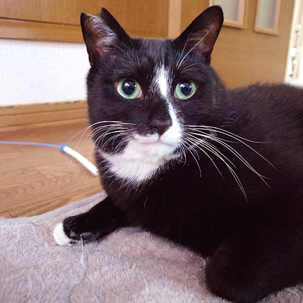 里親募集中の猫