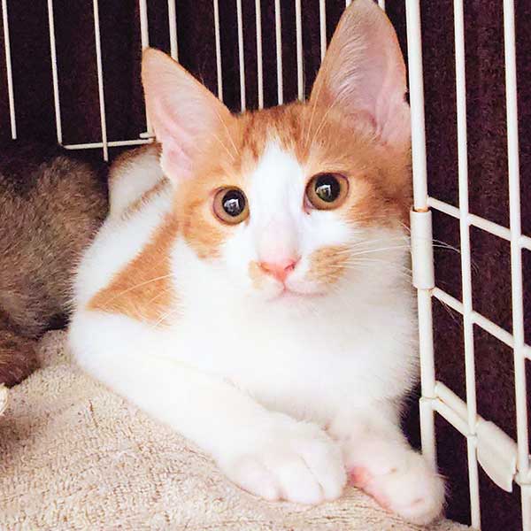 里親募集・家族が決まった猫