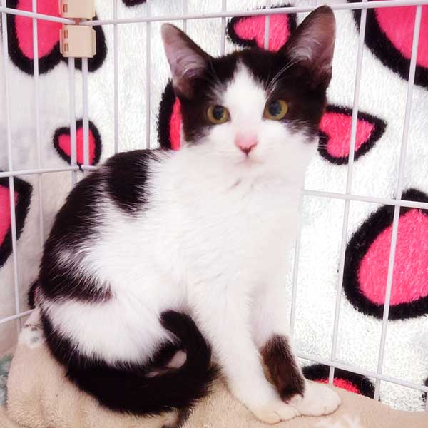 里親募集・家族が決まった猫
