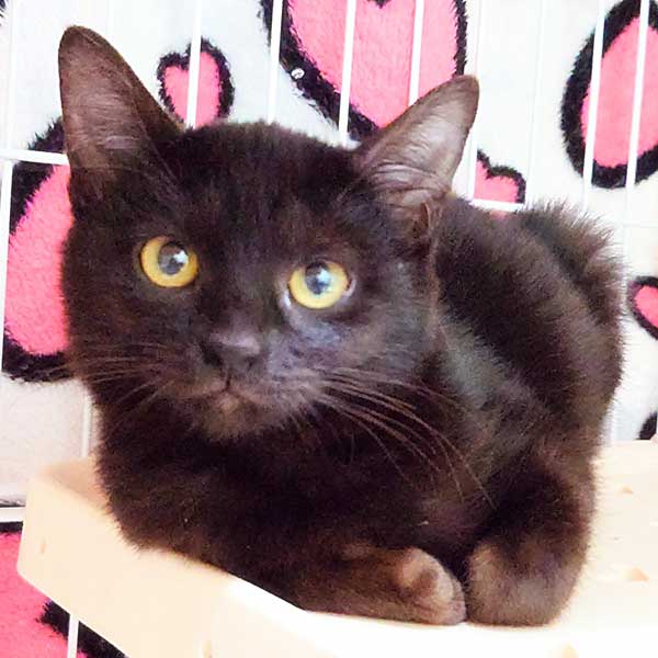 里親募集・家族が決まった猫