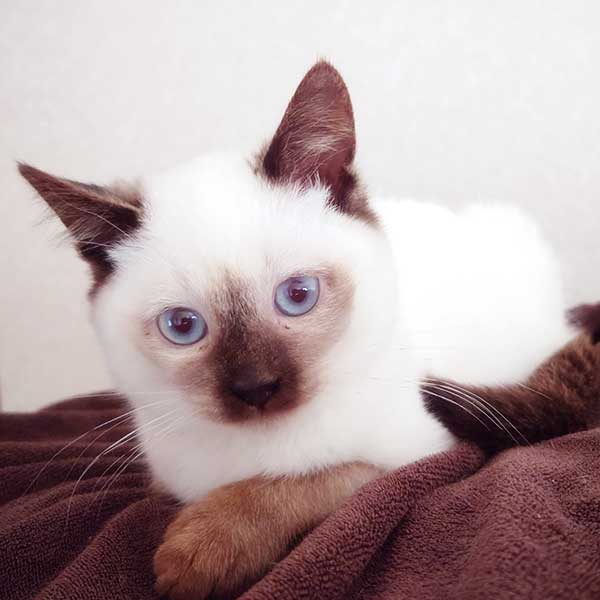 里親募集・家族が決まった猫