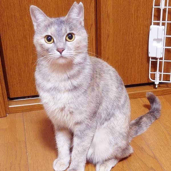 里親募集中の猫