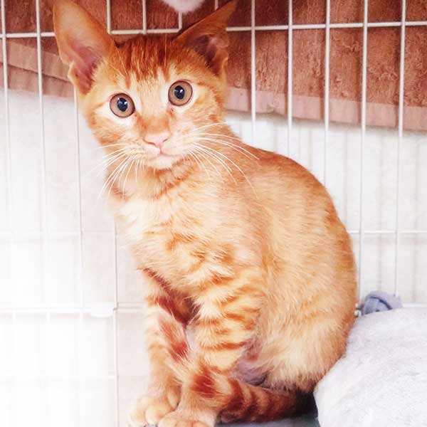 里親募集・家族が決まった猫