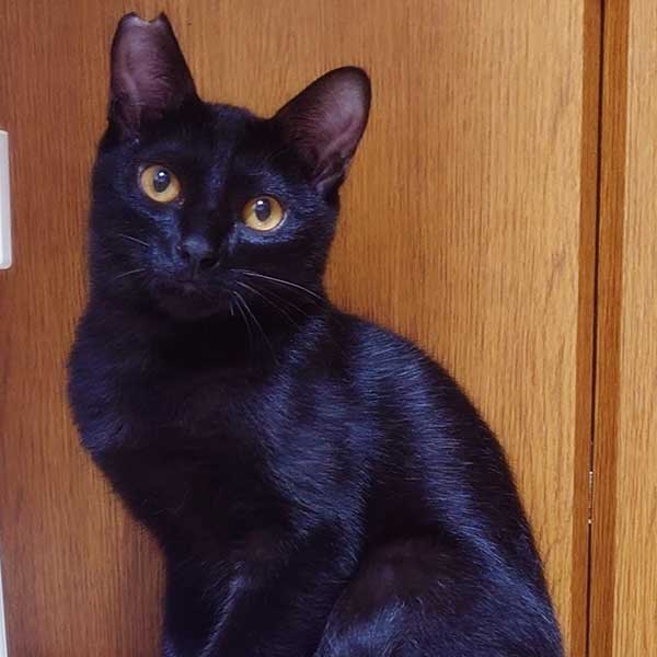 里親募集・家族が決まった猫