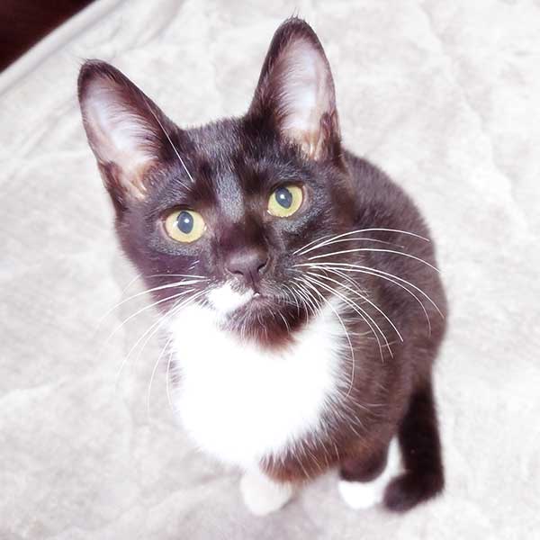 里親募集・家族が決まった猫