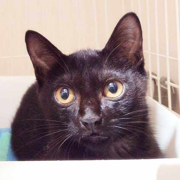 里親募集・家族が決まった猫