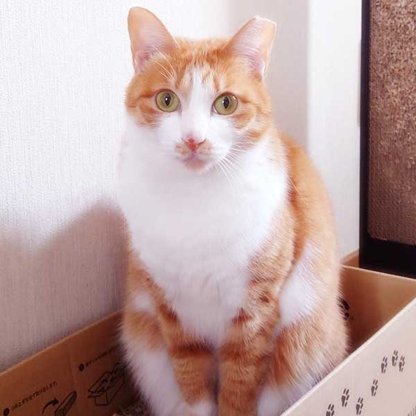 里親募集中の猫