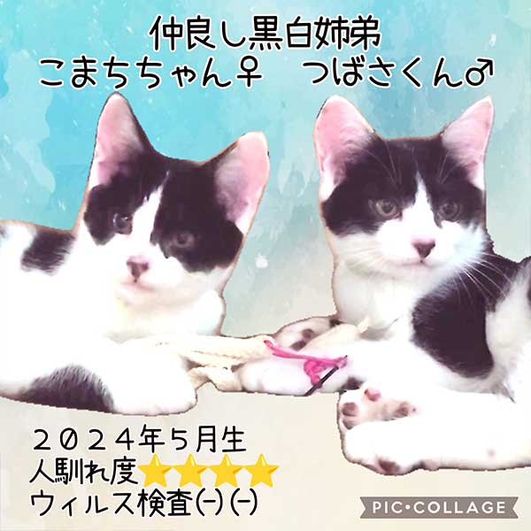 里親募集・家族が決まった猫