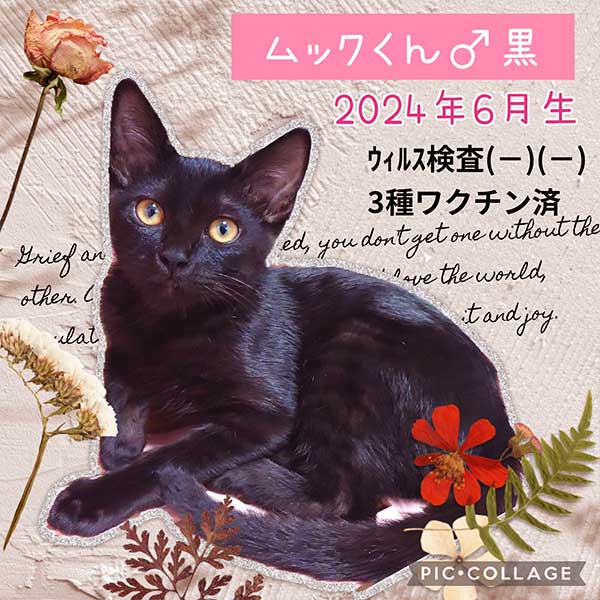 里親募集・家族が決まった猫