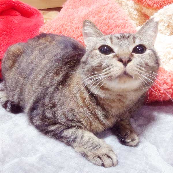 里親募集中の猫