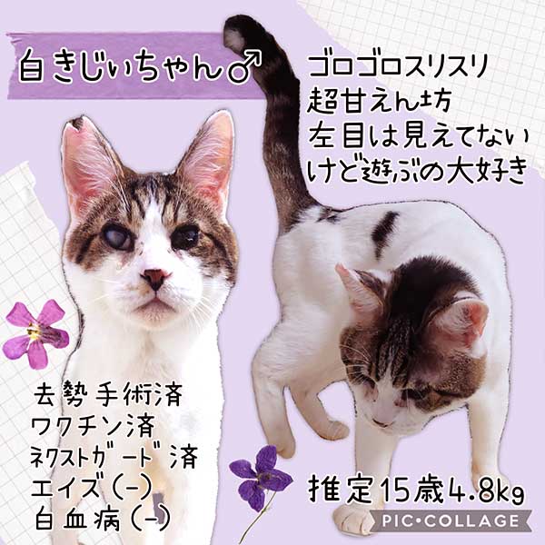 里親募集・家族が決まった猫