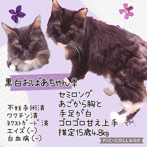 里親募集・家族が決まった猫