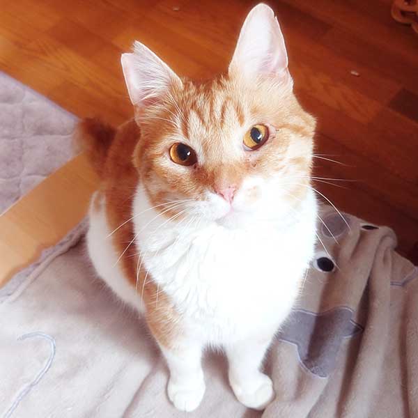 里親募集中の猫