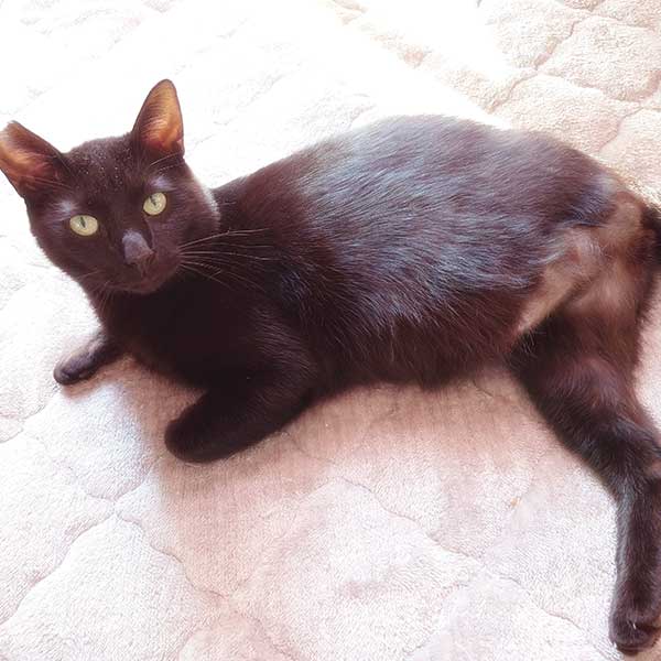 里親募集中の猫