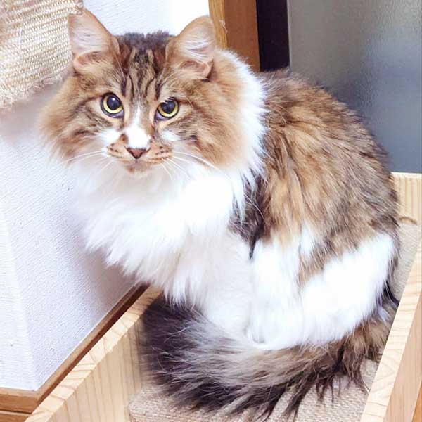 里親募集中の猫