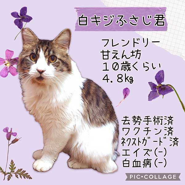里親募集・家族が決まった猫