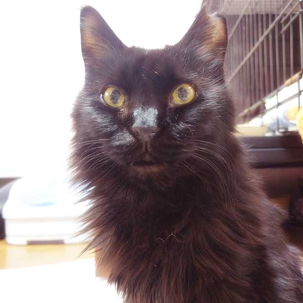 里親募集中の猫