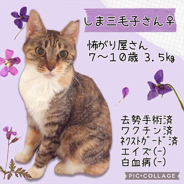 里親募集・家族が決まった猫