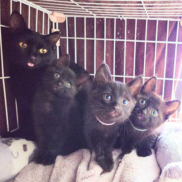里親募集・家族が決まった猫