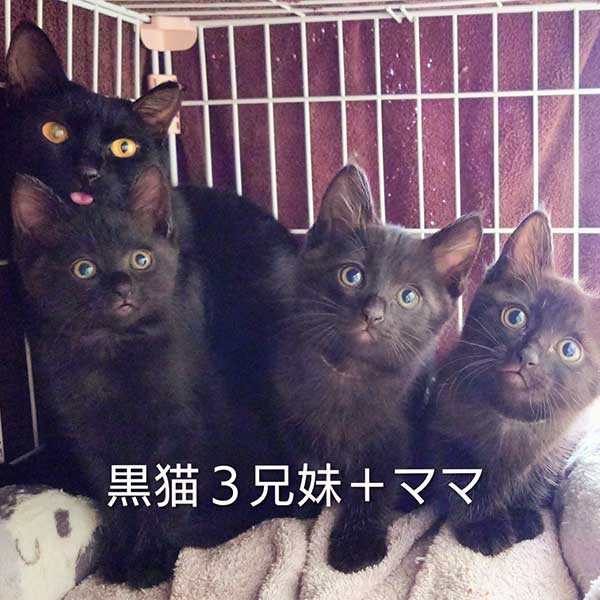 里親募集・家族が決まった猫
