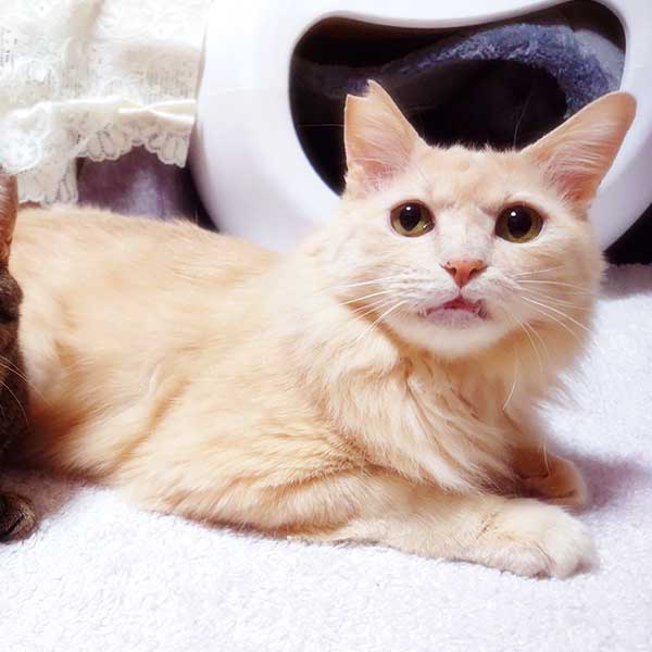 里親募集中の猫