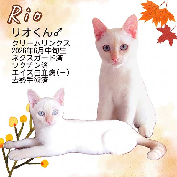 里親募集中の猫
