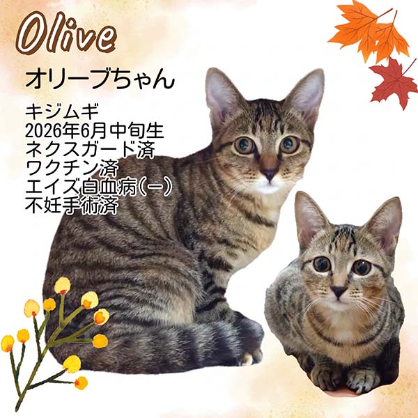 里親募集中の猫